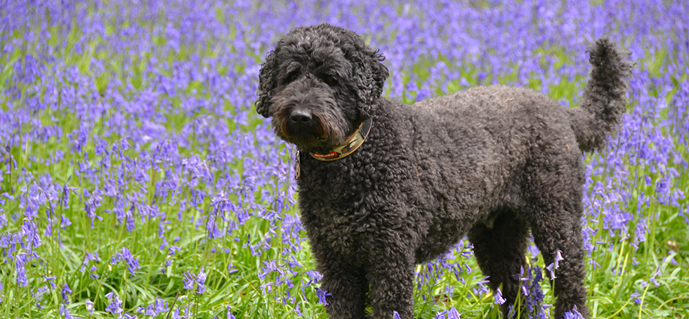 Dog at Katie's Dog Care Little Woodend