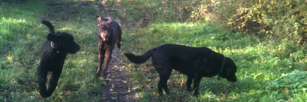 Alfie, Rudy and Todd