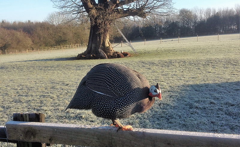 Animals at Little Woodend