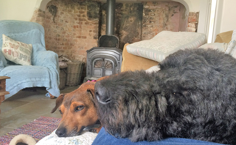 Dogs in Day Care at Katie's Day Care